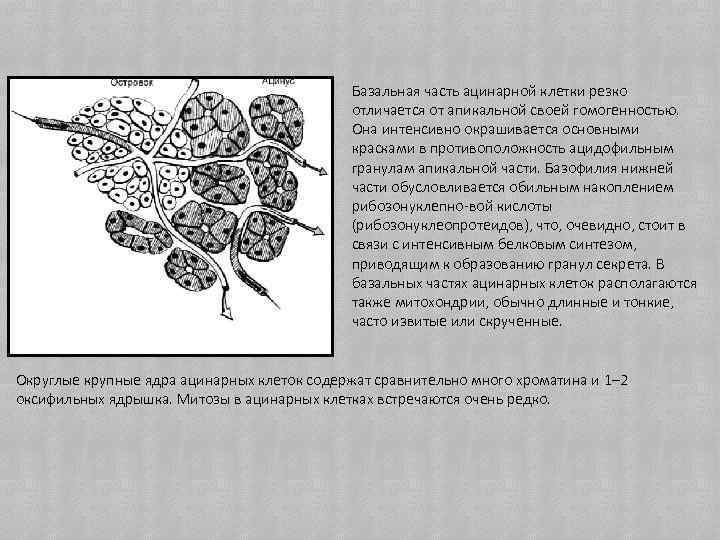 Базальная часть ацинарной клетки резко отличается от апикальной своей гомогенностью. Она интенсивно окрашивается основными