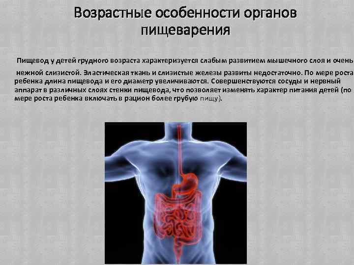 Презентация возрастные особенности развития пищеварительной системы