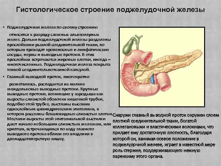 Гистологическое строение поджелудочной железы • Поджелудочная железа по своему строению относится к разряду сложных