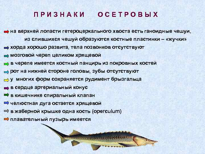 Осетр чешуя. Осетровые признаки. Осетровые рыбы признаки. Осетровые рыбы характерные признаки. Осетровые рыбы класс.