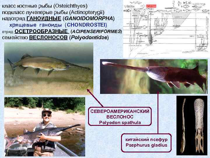 Посмотри на схемы строк s1 веслонос и s2 котлован