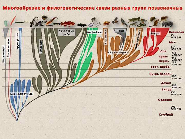 Общая схема филогенетического цикла