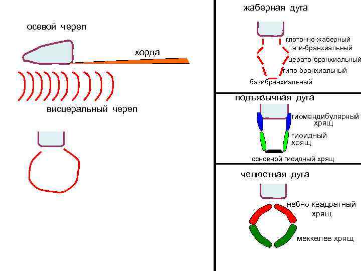 жаберная дуга осевой череп хорда глоточно-жаберный эпи-бранхиальный церато-бранхиальный гипо-бранхиальный базибранхиальный подъязычная дуга висцеральный череп