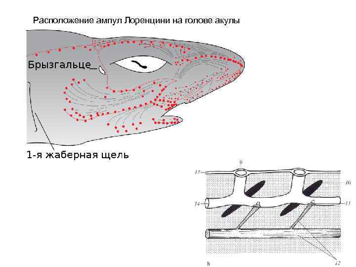 Расположение ампул Лоренцини на голове акулы 