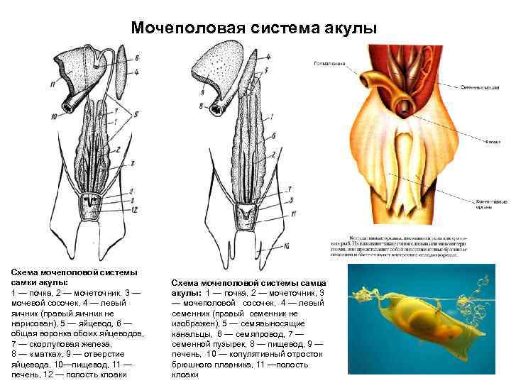 Мочеполовая система акулы Схема мочеполовой системы самки акулы: 1 — почка, 2 — мочеточник.
