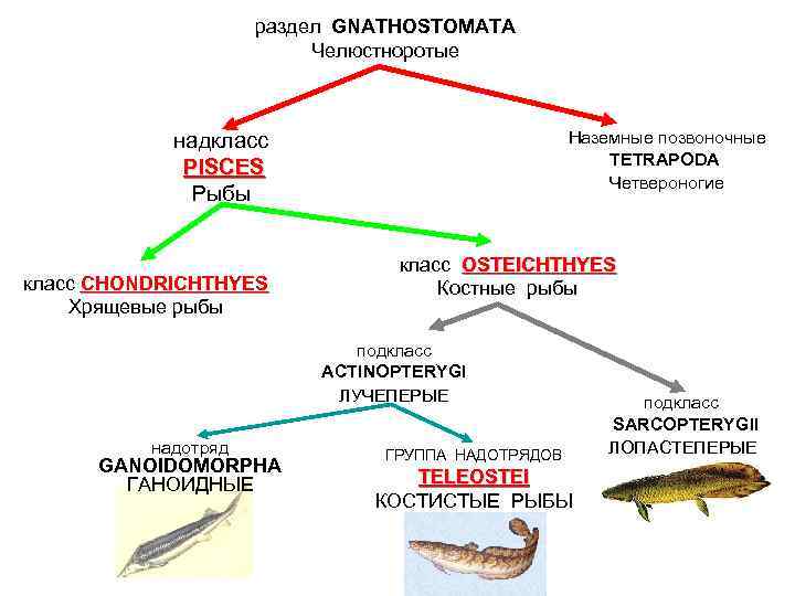 раздел GNATHOSTOMATA Челюстноротые Наземные позвоночные TETRAPODA Четвероногие надкласс PISCES Рыбы класс CHONDRICHTHYES Хрящевые рыбы