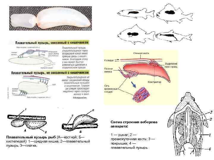 Схема строения веберова аппарата: Плавательный пузырь рыб (А—костной; Б— кистеперой) 1—средняя кишка, 2—плавательный пузырь,