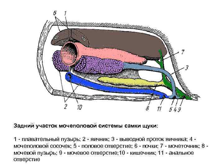 Задний участок мочеполовой системы самки щуки: 1 - плавательный пузырь; 2 - яичник; 3