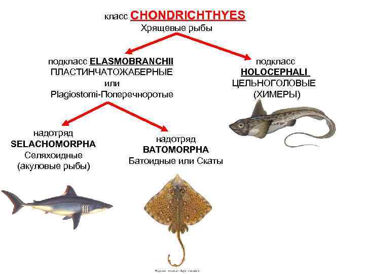 класс CHONDRICHTHYES Хрящевые рыбы подкласс ELASMOBRANCHII ПЛАСТИНЧАТОЖАБЕРНЫЕ или Plagiostomi-Поперечноротые надотряд SELACHOMORPHA Селяхоидные (акуловые рыбы)