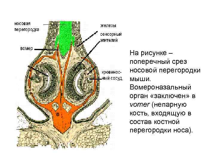 На рисунке – поперечный срез носовой перегородки мыши. Вомероназальный орган «заключен» в vomer (непарную