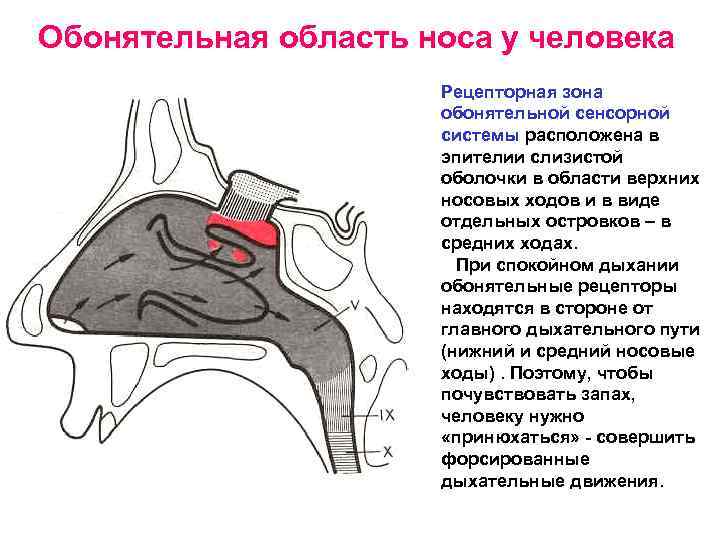 Обонятельная область носа у человека Рецепторная зона обонятельной сенсорной системы расположена в эпителии слизистой