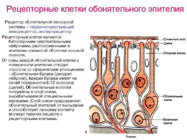 Рецепторные клетки обонятельного эпителия Рецептор обонятельной сенсорной системы – первичночувствующий хеморецептор, экстерорецептор Рецепторные клетки