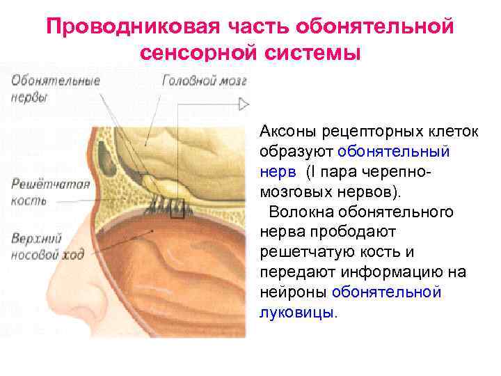Проводниковая часть обонятельной сенсорной системы Аксоны рецепторных клеток образуют обонятельный нерв (I пара черепномозговых