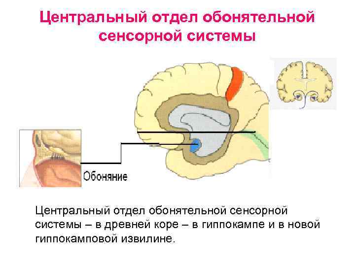 Центральный отдел обонятельной сенсорной системы – в древней коре – в гиппокампе и в