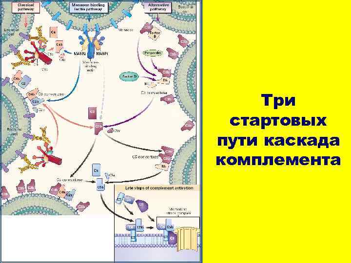 Три стартовых пути каскада комплемента 
