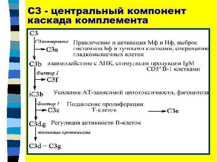 С 3 - центральный компонент каскада комплемента 