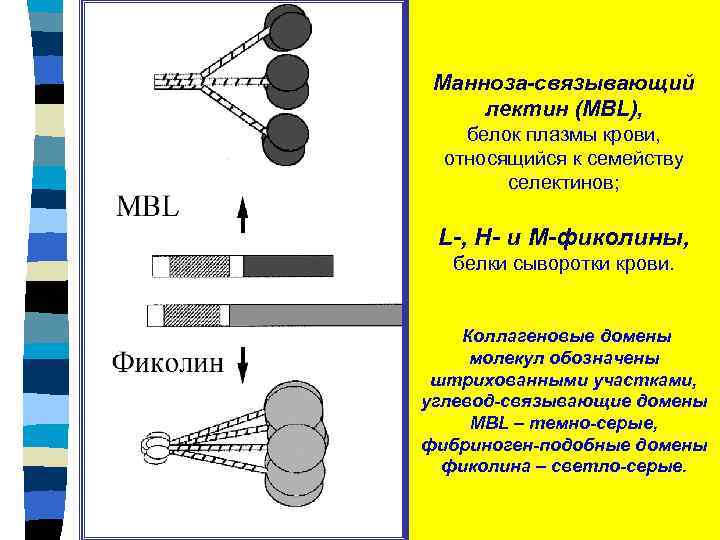 Манноза-связывающий лектин (MBL), белок плазмы крови, относящийся к семейству селектинов; L-, H- и М-фиколины,