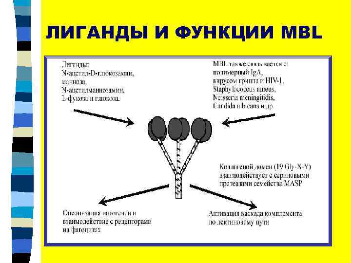 ЛИГАНДЫ И ФУНКЦИИ MBL 