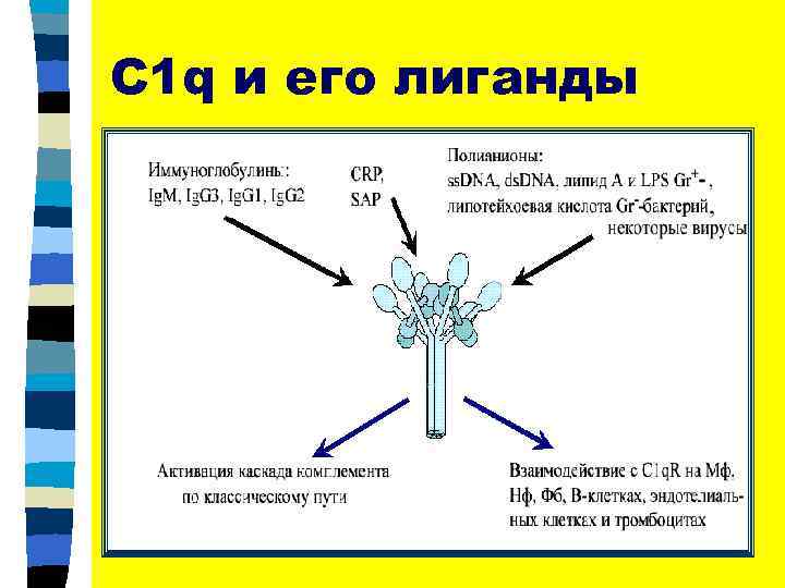 C 1 q и его лиганды 