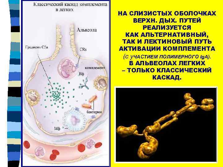НА СЛИЗИСТЫХ ОБОЛОЧКАХ ВЕРХН. ДЫХ. ПУТЕЙ РЕАЛИЗУЕТСЯ КАК АЛЬТЕРНАТИВНЫЙ, ТАК И ЛЕКТИНОВЫЙ ПУТЬ АКТИВАЦИИ