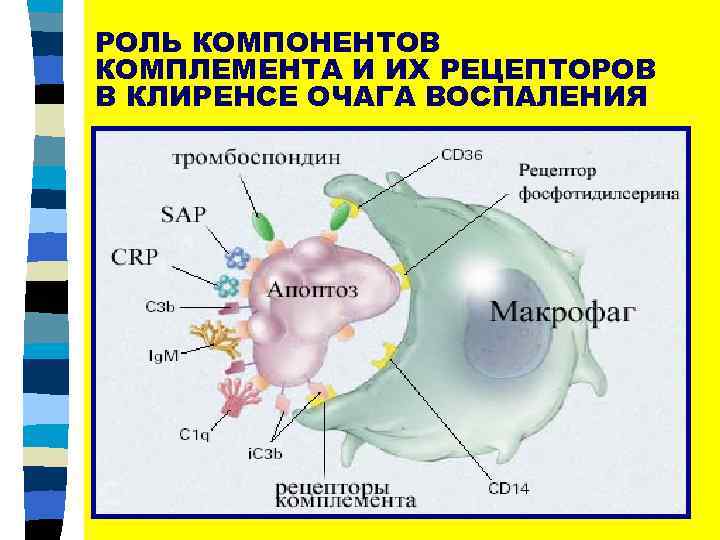 РОЛЬ КОМПОНЕНТОВ КОМПЛЕМЕНТА И ИХ РЕЦЕПТОРОВ В КЛИРЕНСЕ ОЧАГА ВОСПАЛЕНИЯ 