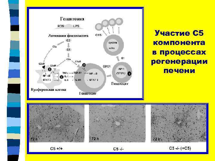 Участие С 5 компонента в процессах регенерации печени 
