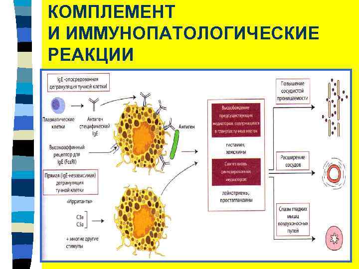 КОМПЛЕМЕНТ И ИММУНОПАТОЛОГИЧЕСКИЕ РЕАКЦИИ 