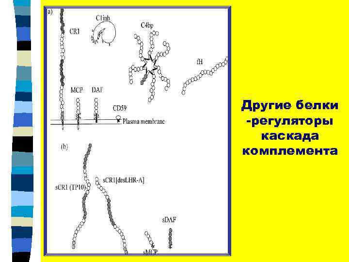Другие белки -регуляторы каскада комплемента 