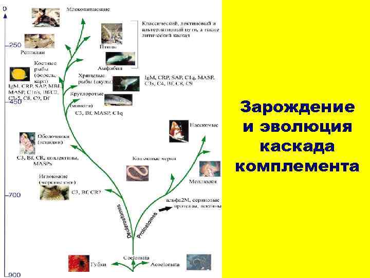 Зарождение и эволюция каскада комплемента 