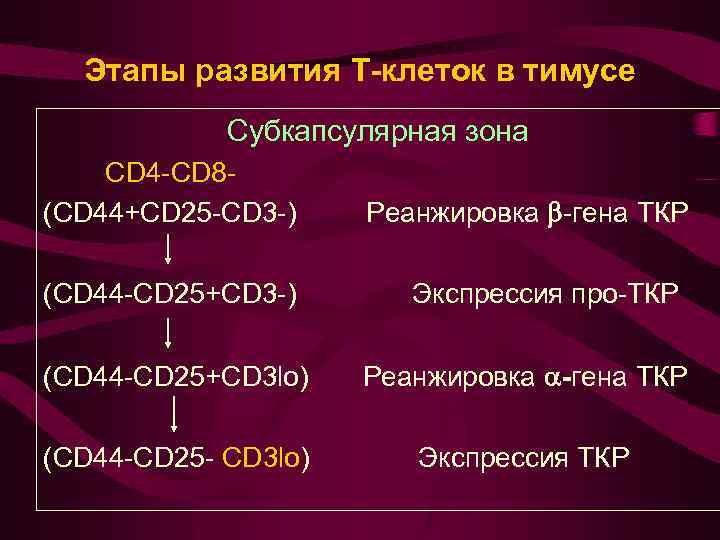 Этапы развития Т-клеток в тимусе Субкапсулярная зона CD 4 -CD 8(CD 44+CD 25 -CD