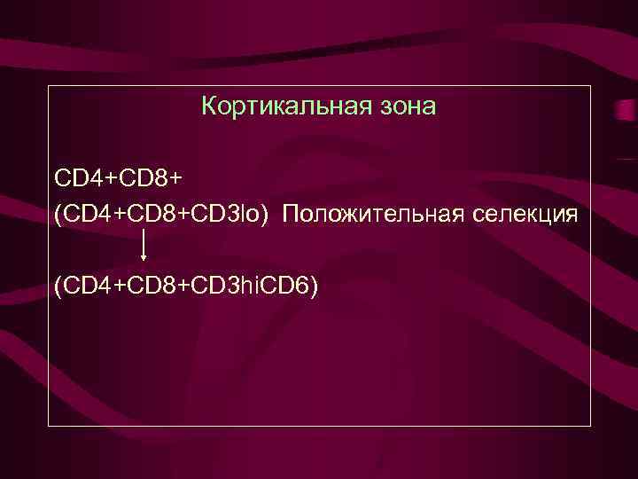 Кортикальная зона CD 4+CD 8+ (CD 4+CD 8+CD 3 lo) Положительная селекция (CD 4+CD