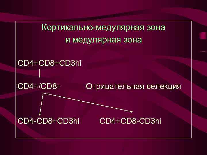 Кортикально-медулярная зона и медулярная зона CD 4+CD 8+CD 3 hi CD 4+/CD 8+ CD