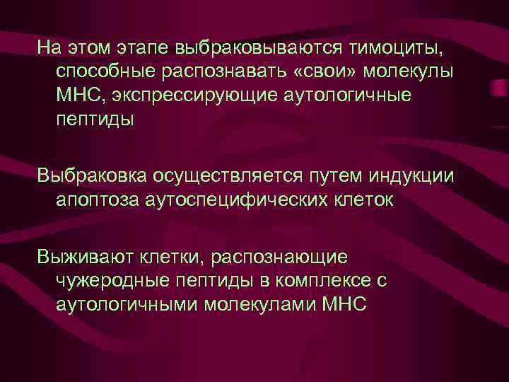 На этом этапе выбраковываются тимоциты, способные распознавать «свои» молекулы МНС, экспрессирующие аутологичные пептиды Выбраковка