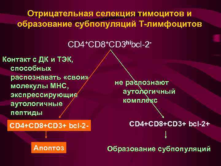 Отрицательная селекция тимоцитов и образование субпопуляций Т-лимфоцитов CD 4+CD 8+CD 3 hibcl-2 Контакт с