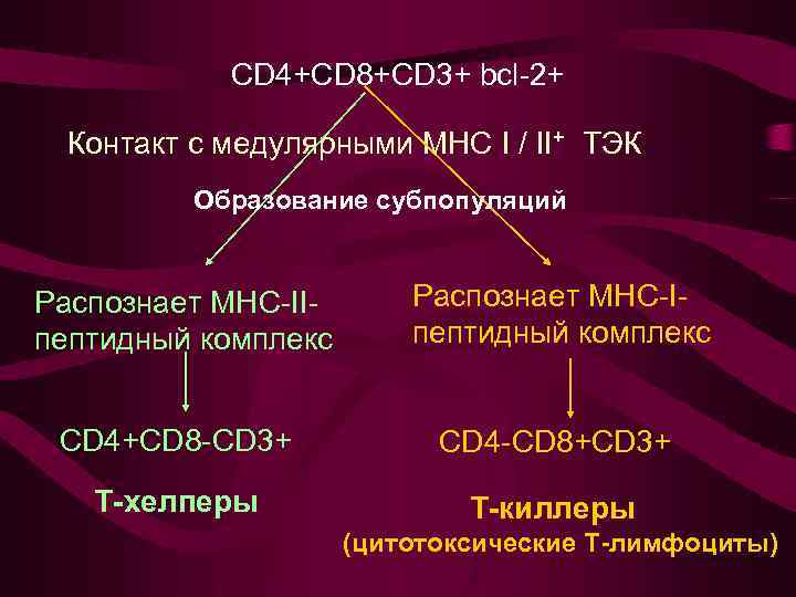 CD 4+CD 8+CD 3+ bcl-2+ Контакт с медулярными МНС I / II+ ТЭК Образование