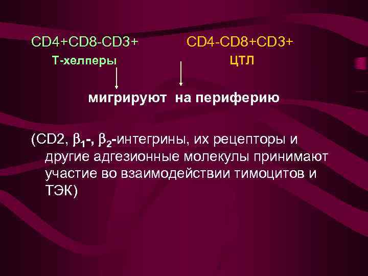CD 4+CD 8 -CD 3+ CD 4 -CD 8+CD 3+ Т-хелперы ЦТЛ мигрируют на