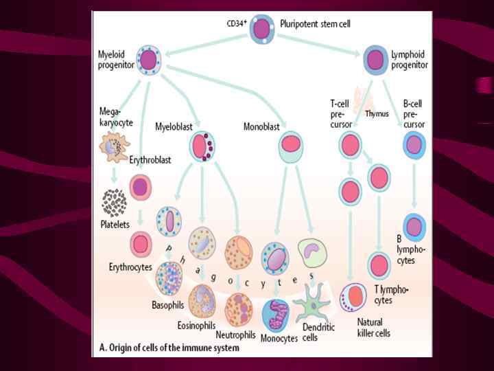 Онтогенез лимфоцитов схема