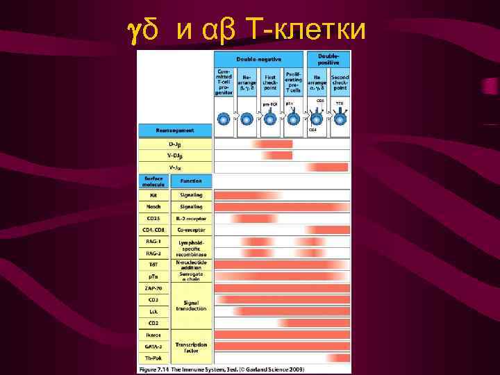  δ и αβ Т-клетки 