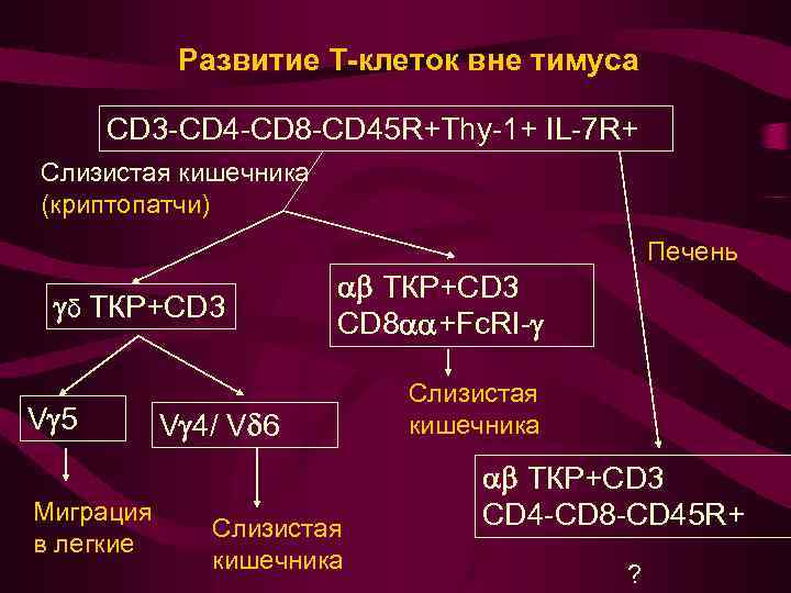 Развитие Т-клеток вне тимуса CD 3 -CD 4 -CD 8 -CD 45 R+Thy-1+ IL-7