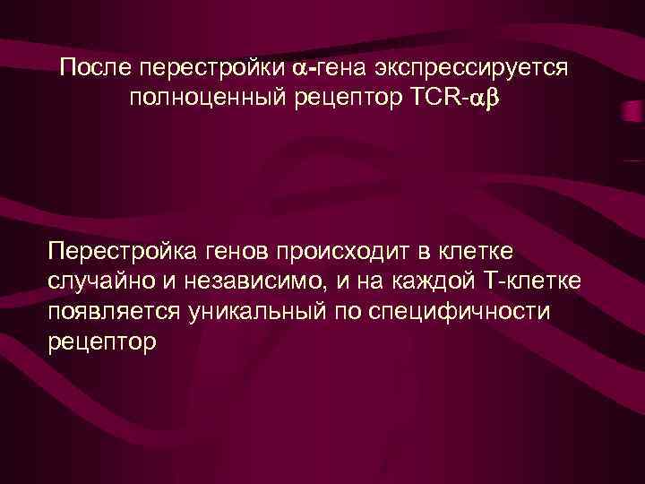 После перестройки -гена экспрессируется полноценный рецептор TCR- Перестройка генов происходит в клетке случайно и
