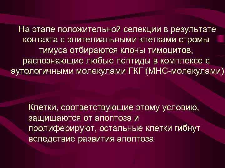 На этапе положительной селекции в результате контакта с эпителиальными клетками стромы тимуса отбираются клоны