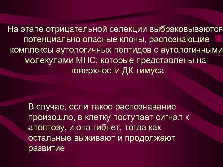 На этапе отрицательной селекции выбраковываются потенциально опасные клоны, распознающие комплексы аутологичных пептидов с аутологичными