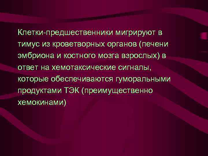 Клетки-предшественники мигрируют в тимус из кроветворных органов (печени эмбриона и костного мозга взрослых) в