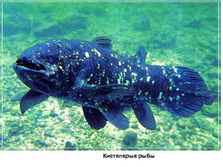 Кистеперые рыбы 