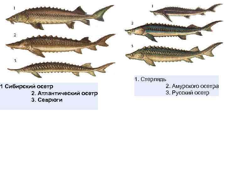 Чем отличается стерлядь от осетра фото