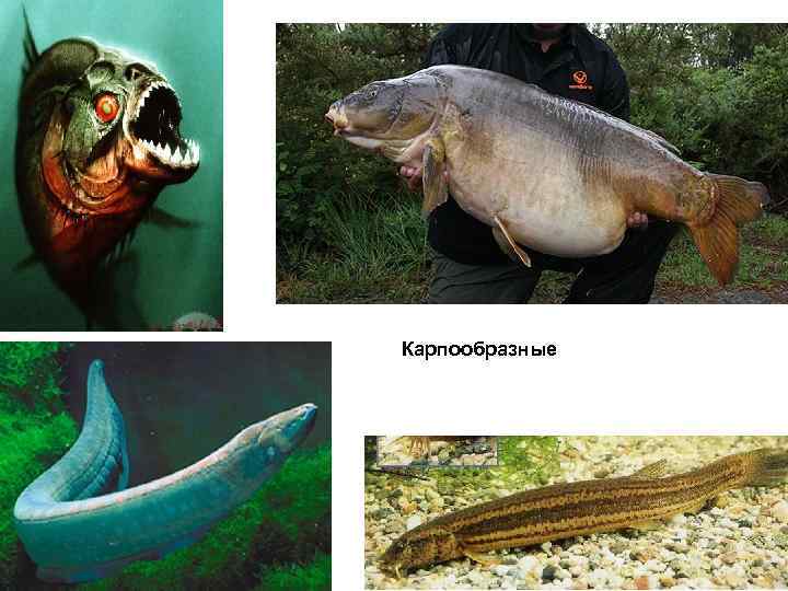 Карпообразные 