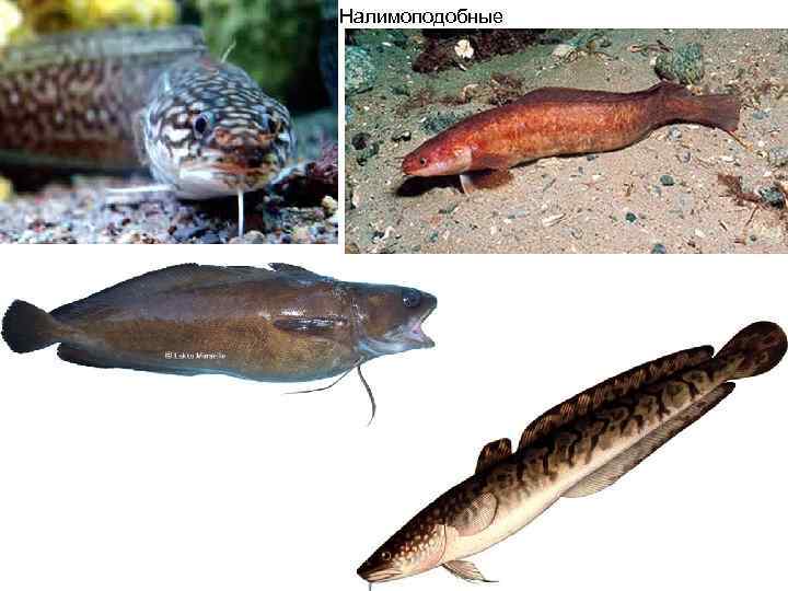Налимоподобные 