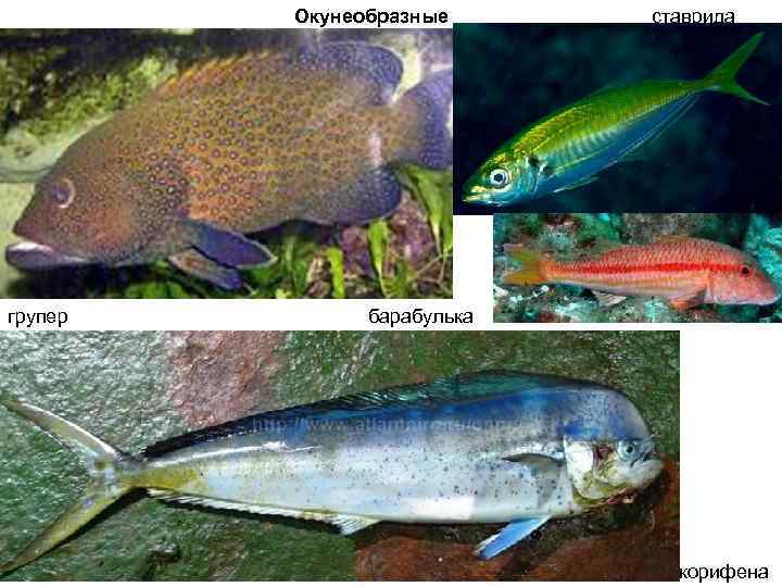 Окунеобразные групер ставрида барабулька корифена 