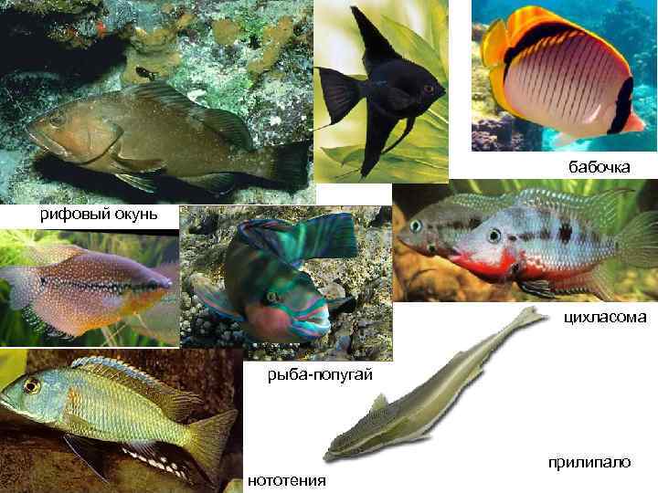 бабочка рифовый окунь цихласома рыба-попугай нототения прилипало 
