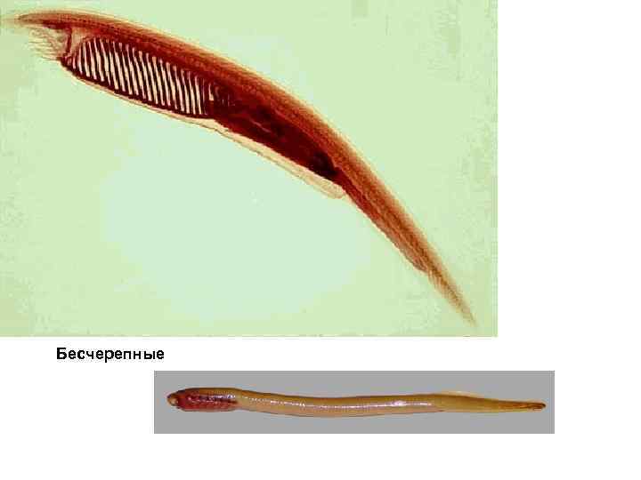 Бесчерепные 